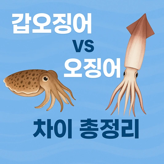 갑오징어와 오징어 차이
