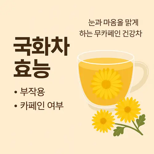 국화차 효능·부작용·카페인